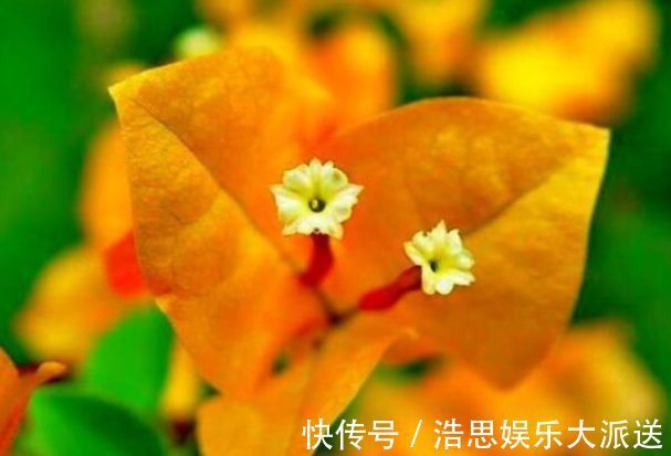 迷人|喜欢三角梅,不如养珍稀的柠檬黄三角梅,花开优雅迷人好养活