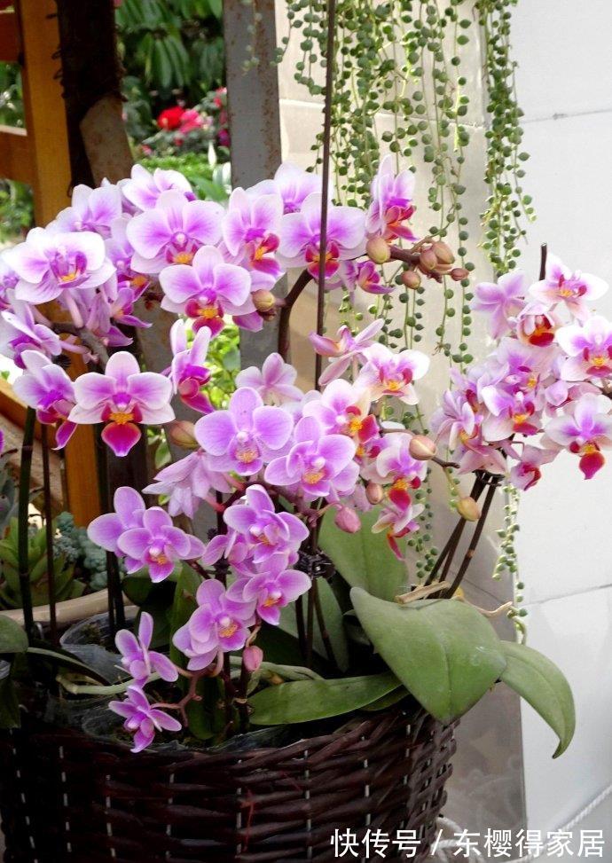 营养土|公认“难养”的3种花,没有五六年的养花经验,建议别入手