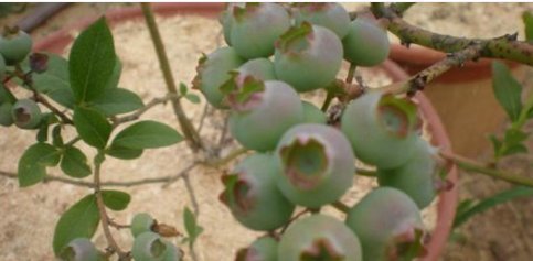 阳台|这些水果，适合在家里盆栽阳台盆栽上几盆，一年不用买