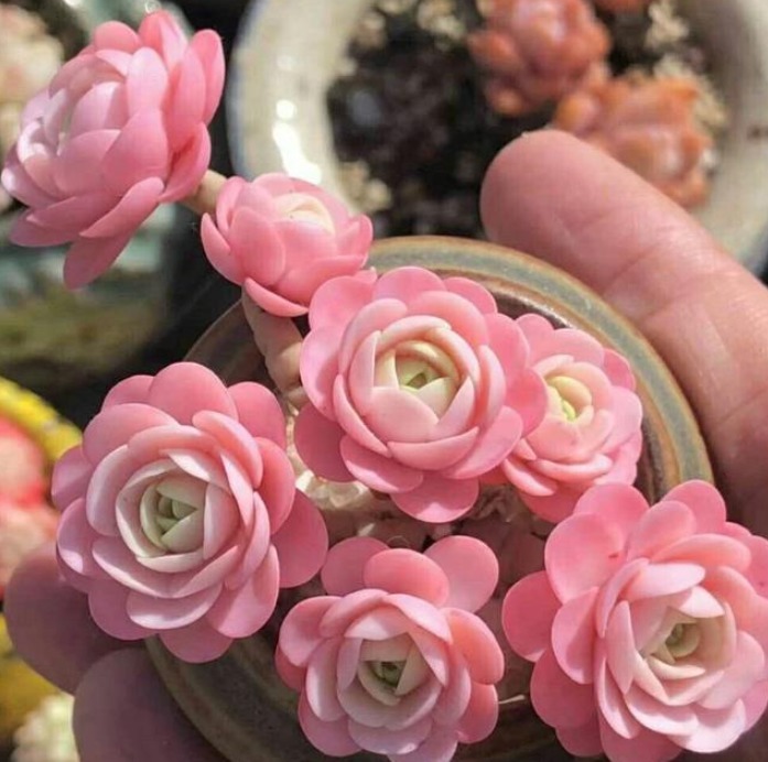 多肉要想出状态,闷养不可取,满足三个条件,新手轻松养出美状态