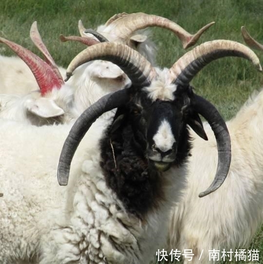 四角羊#四角羊,《山海经》中的四角异兽,现实中却真的存在,而且还不少