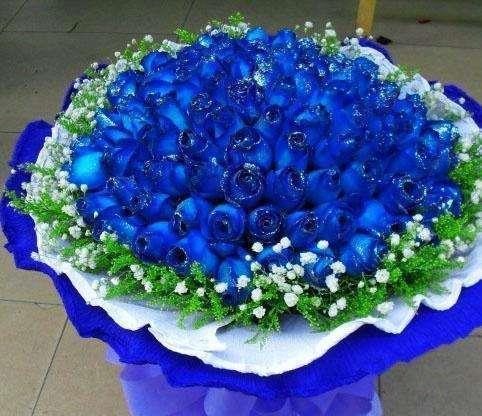 喜欢菊花,不如养盆“高档玫瑰”蓝色妖姬,象征纯洁爱情,真美艳