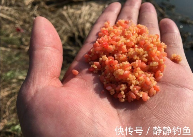 冬钓时,打窝也没口?那是你方法不对,按我说的做,鱼获翻倍