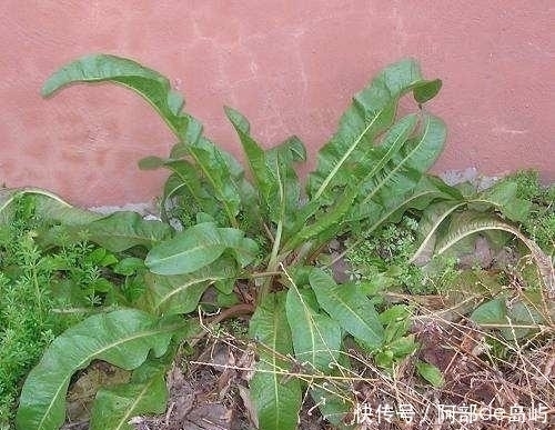 农村一种野草,人称“金不换”,脚崴了捣碎敷上很快就好