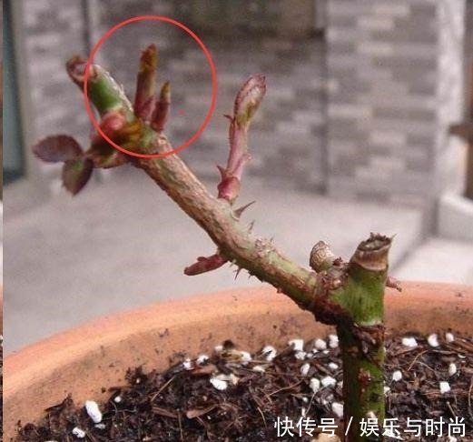 想让月季冠幅快速变大,只要舍得,做好2点就行!