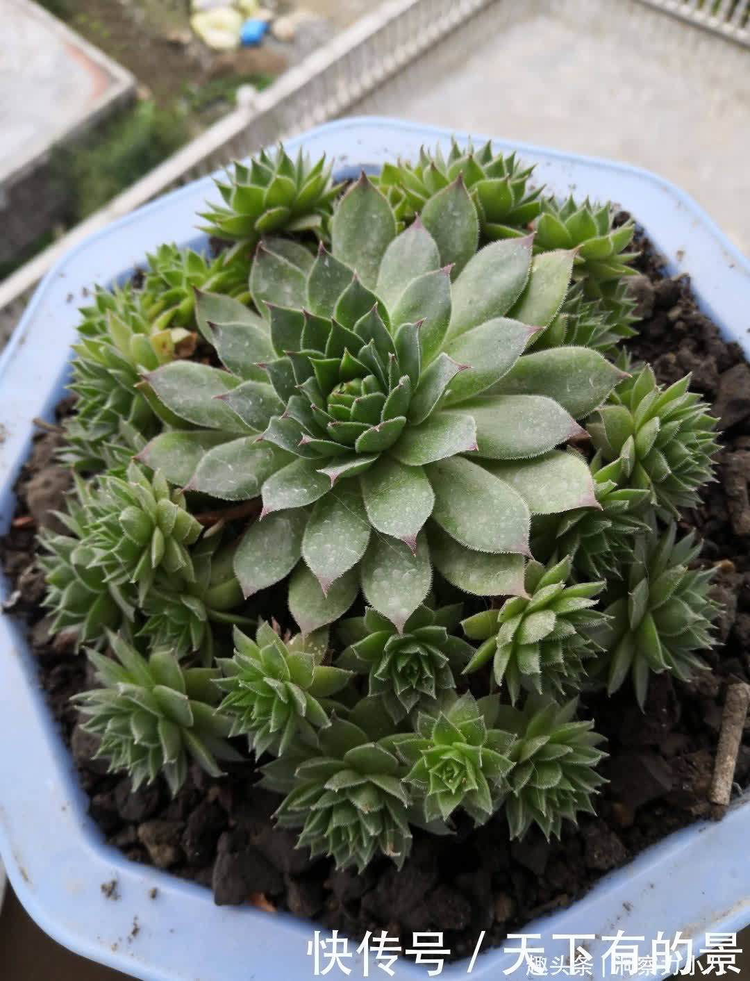 这“三多肉”太强悍,“叶片掉落”就能生根,轻松繁殖出一大片