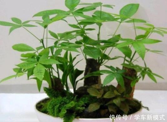 冬季养盆发财树如何避免伤亡从5个方面入手,不黄叶不烂根!