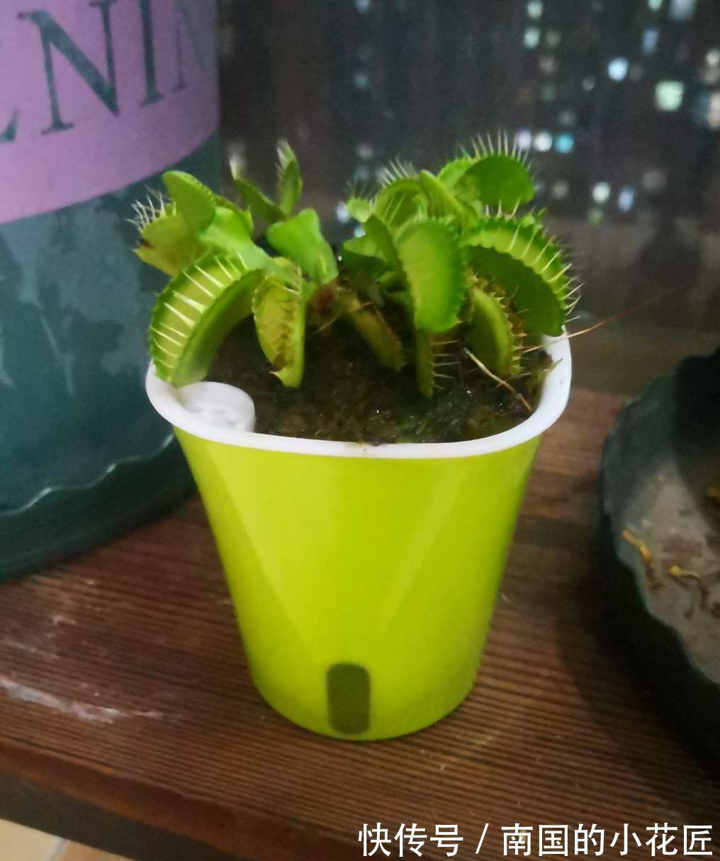 猪笼草|4种食虫植物特有趣，养在家里能灭蚊，孩子们都喜欢