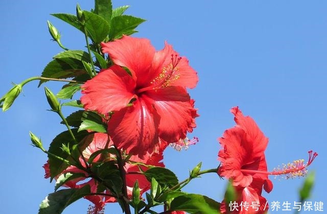 夏天养花要养耐晒耐热的花,叶子照样绿油油,30度也开花!