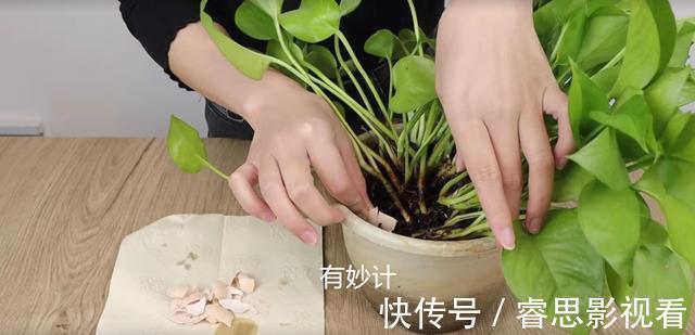 花盆中撒一把,再难养的花,几天就能根壮叶绿长爆盆,太厉害了