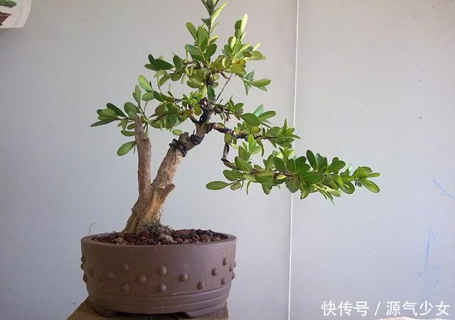 春季要想黄杨盆景美，几个养护妙招送给你