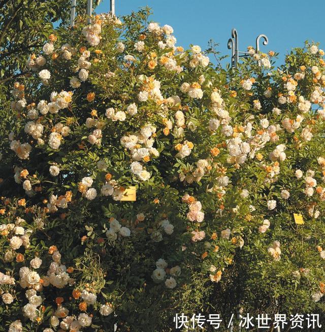 6种冷门月季,看一眼就中“毒”,没养的人都后悔了!