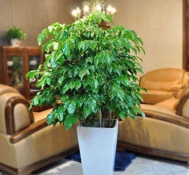 客厅养花不如“种树”,种上这2种“树”,镇宅招财,越养越值钱