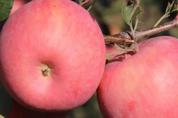 空腹|女人每天早上空腹吃个苹果,或能白捡四个好处,早知早受益!