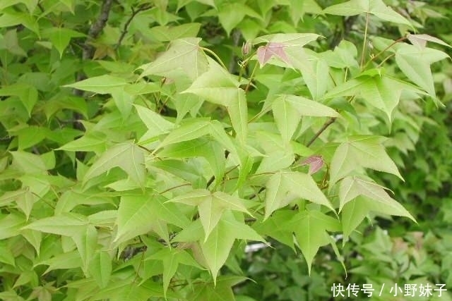 若在路边遇见“它”,那是您运气好,别犹豫,抓紧拿袋装回家!