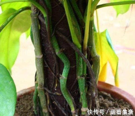 飞虫|花盆满是小飞虫？不是大事，花盆撒把它，小虫死翘翘