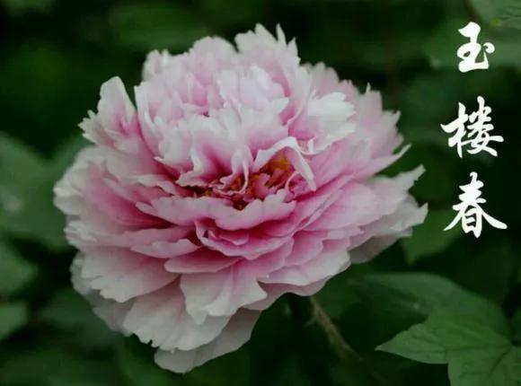 喜欢牡丹花，却一不小心买到芍药！附牡丹花品种图鉴大全