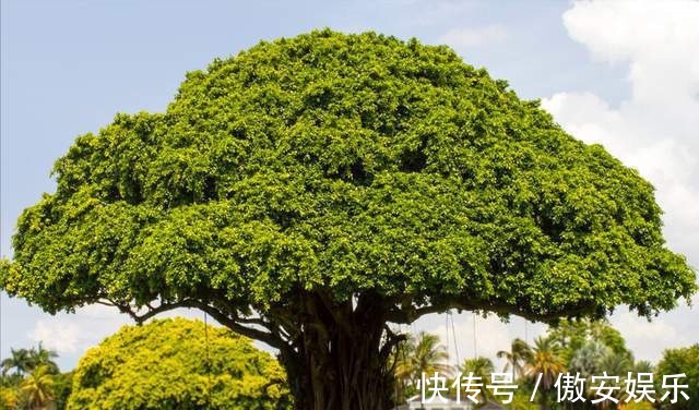 传家宝|阳台再小,也能养3种树,小盆就能养,个个都是“传家宝”