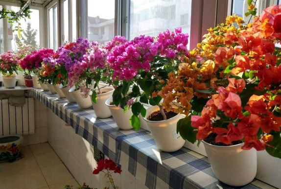 养好三角梅，学会这4招，1年四季开花不断，爆成花球，比绿萝好养