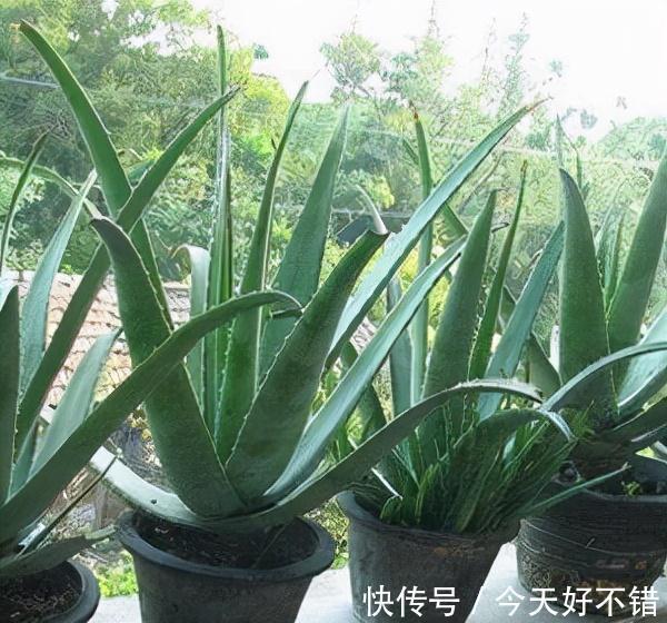 柠檬树|卧室不要乱养花,4种“催眠花”,净化夜间空气,一觉睡到大天亮