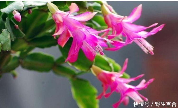 几种花特适合养阳台,人见人爱,美不胜收,花美心情好!