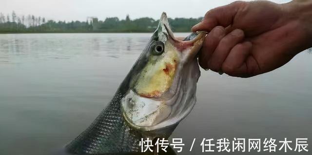 江苏小伙阳澄湖钓起40斤水老虎,拖到工地加餐,不放生为湖除害