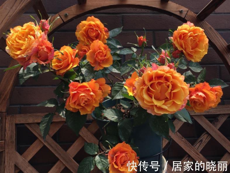 盆栽|此款微型月季四季开,1次维持1个月,是开花机器里的“劳模”