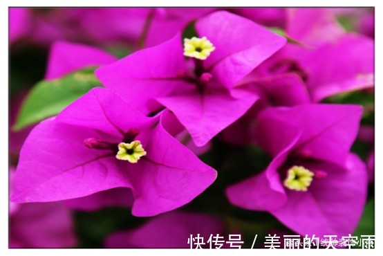 三角梅开花稀稀疏疏,教你2个小妙招,三角梅花开爆盆