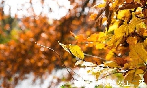 桃花|八月，旧爱已去，桃花飙升，良人在侧，雨中相吻，爱情完璧归赵