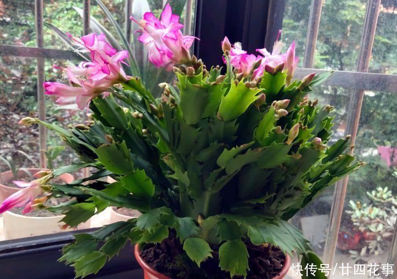 6种花,长高就“变丑”,株型低矮才“漂亮”,要舍得剪