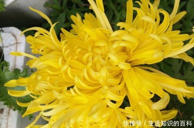 古代人都爱养的“4种花”，特上档次，家里养一盆，富贵满堂！