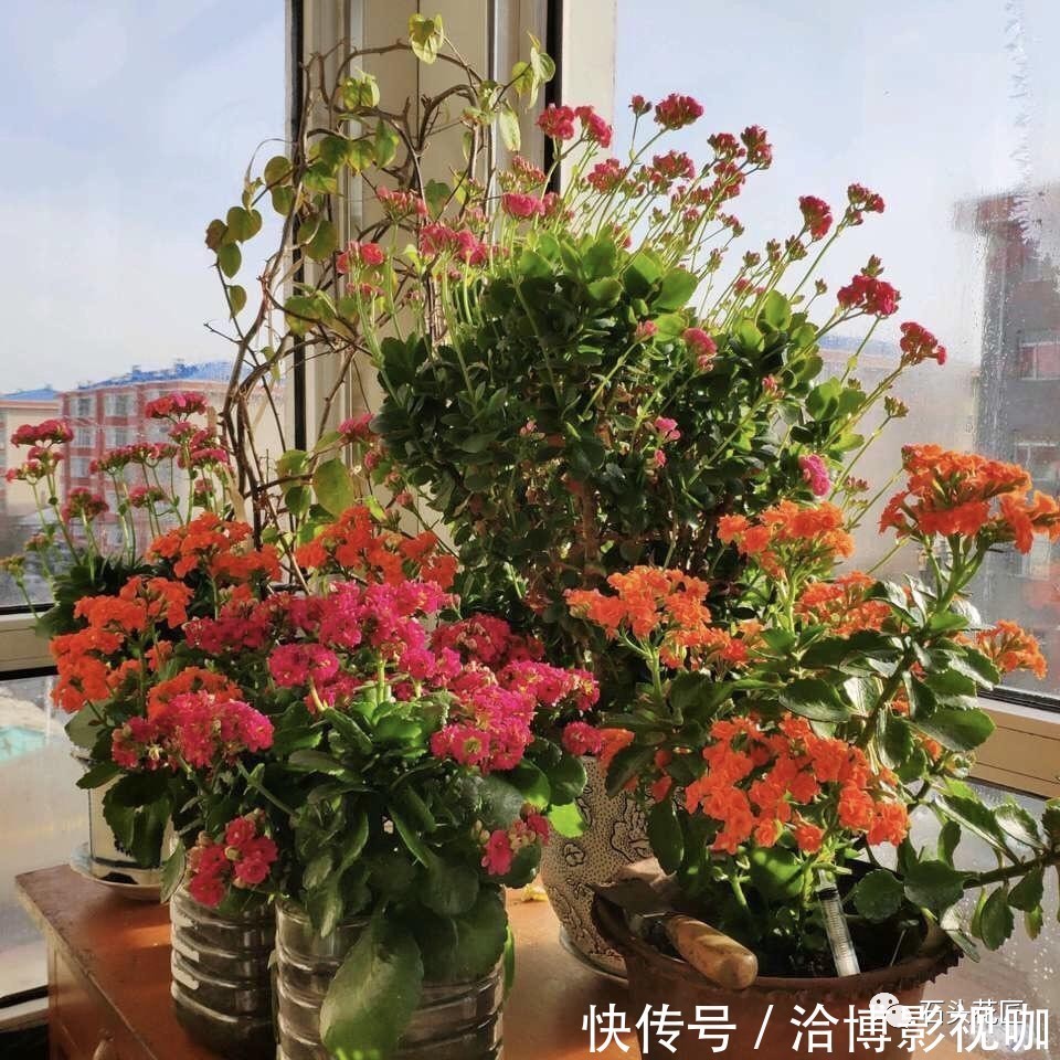 植株|长寿花“开久点”，学会2个窍门，花朵鲜艳，花期长达半个月