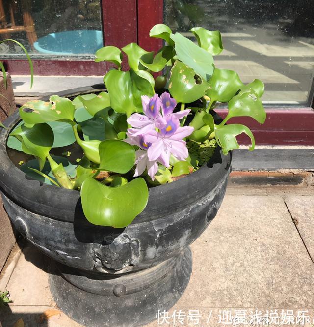 堪称生物入侵的花,千万别在家养,泛滥了可不好收拾