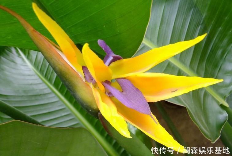 此花是一种高贵的花，就像是飞舞的小鸟一样，代表着双宿双飞