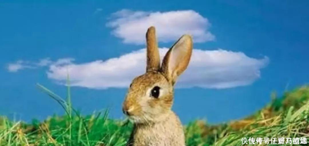 人性|俗语“兔子不吃窝边草”,下半句少为人知,揭露人性险恶一面!