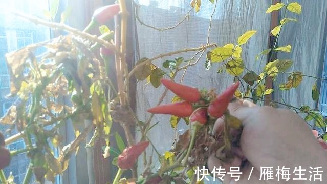 为啥很多饭店把芹菜炒杏鲍菇当做招牌菜试着炒一次,真能吃上瘾