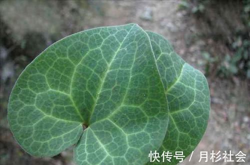 咳嗽|头痛感冒痰多咳嗽，用此种野草药煎水喝，可以清肺化痰活血止痛