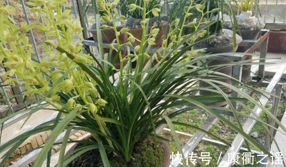 12月养春兰,忌讳这3点!忘记了,植株到来年春天开花难