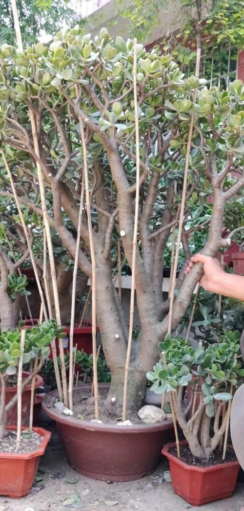 大腿|养了20年的玉树,杆子比大腿还粗,满树白花跟下雪了一样