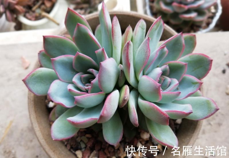 白月影|推荐7种强悍多肉，每一种都精致好看，一次养十盆都不嫌多