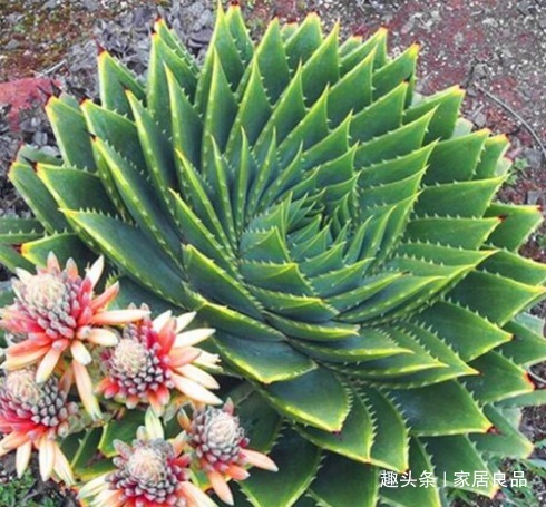 单价“过万”的芦荟,家里养一盆,能活“60年”,花友都想要