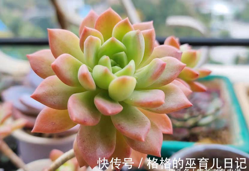 老肉友的多肉上盆秘籍,新手看完照着操作,回头就能变成高手