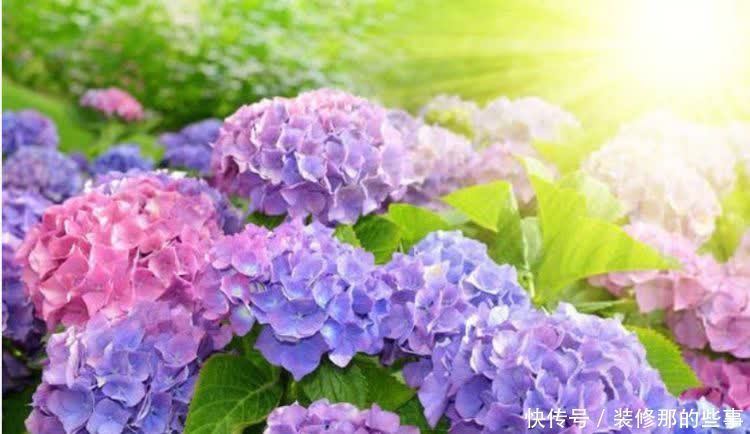 春天“4种花”赶紧养起来,养在哪里都爆盆,好运到来