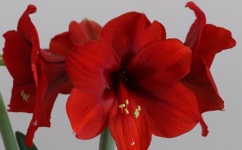 为什么盆栽朱顶红至少选用5个种球