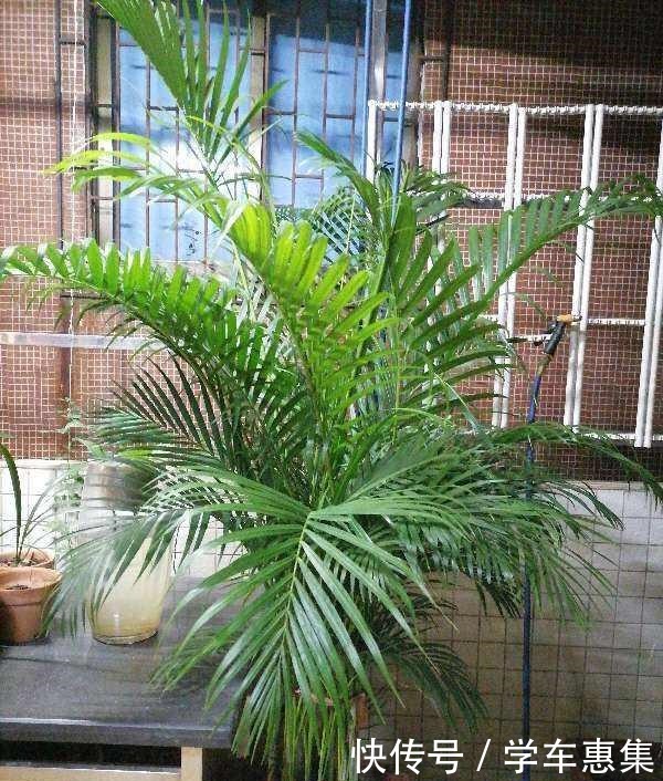 5种气质花超好养,家里养一盆,气质瞬间提好几度!