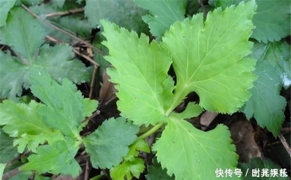 三叶芹|农村常见的野菜,用来炒腊肉是一绝,还可入药使用
