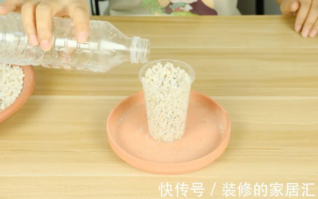 枝条|6种花别养老桩,越老越不开花,赶紧扦插备份