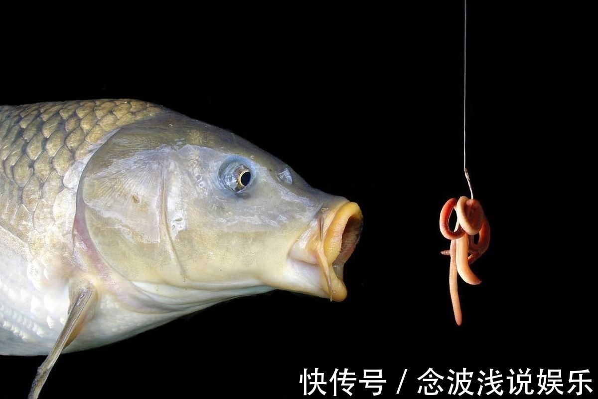 蚯蚓钓大鱼，真正奥秘不是挂钩方式，做好这一步，大鱼排队咬钩