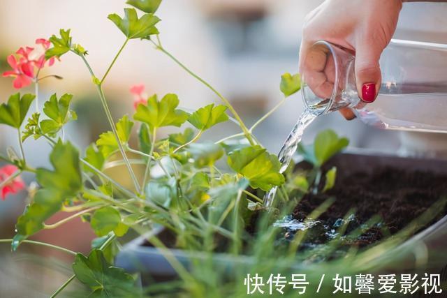浇水|养花不会浇水,家里再多花也会被糟蹋,新手盆栽浇水指南