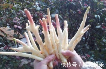 医生|生姜这样吃,体内的毒素全都排光光了,难怪医生天天吃它!